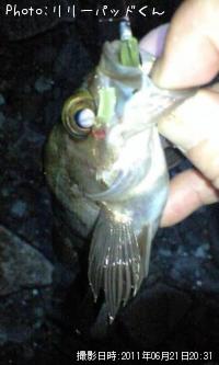 ��Х����