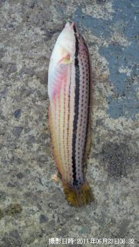 ���奦����