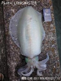 �����ꥤ��