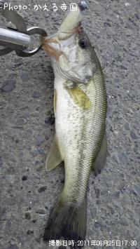 �֥�å��Х�