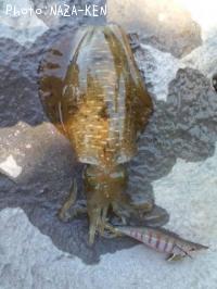 �����ꥤ��