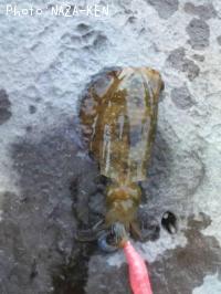 �����ꥤ��