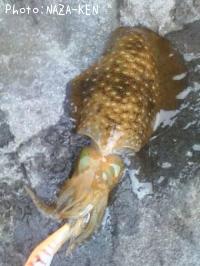 �����ꥤ��