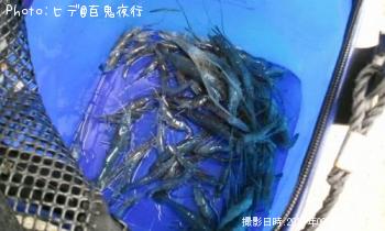 ¥Æ¥Ê¥¬¥¨¥Ó