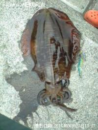 ¥¢¥ª¥ê¥¤¥«