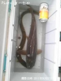 ¥¦¥Ê¥®¤È¥³¥¤