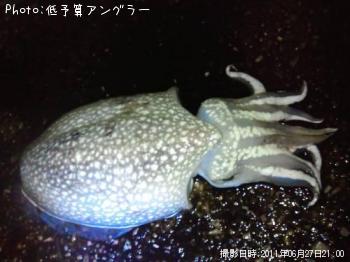 ¥·¥ê¥ä¥±¥¤¥«