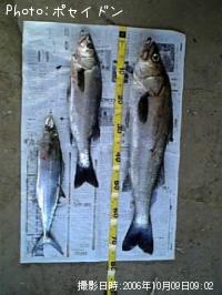 ¥·¡¼¥Ð¥¹¡¦¥µ¥´¥·