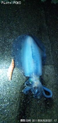 ¥¢¥ª¥ê¥¤¥«