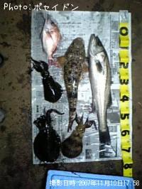 ¥·¡¼¥Ð¥¹¡¦¥Þ¥´¥Á¡¦¥Þ¥À¥¤¡¦¥¢¥ª¥ê¥¤¥«