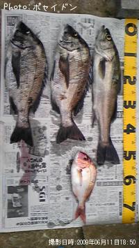 ¥·¡¼¥Ð¥¹¡¦¥Á¥Ì¡¦¥Þ¥À¥¤