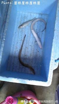 ¥¢¥Ê¥´¡¢¥¥¹¤Á¤ã¤ó