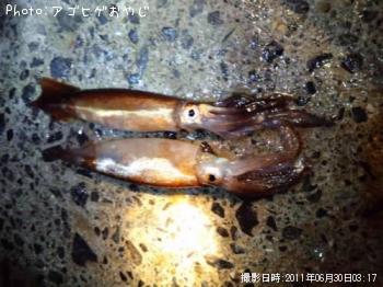 ¥Æ¥¯¥Ó¥¤¥«