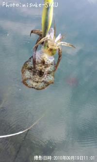 �����ꥤ��