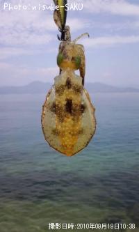 �����ꥤ��