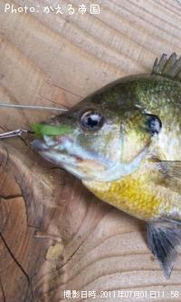 葉っぱ ギルリンリン