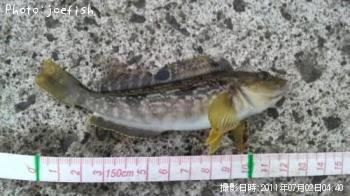 �����ʥ�