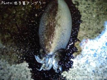 ����䥱����