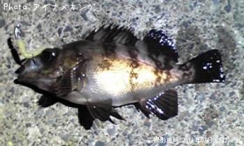 メバル君
