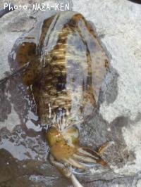 �����ꥤ��