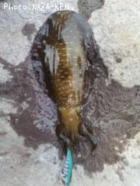 �����ꥤ��