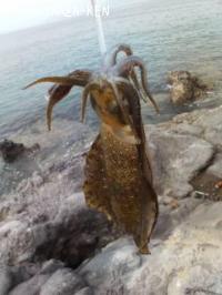 �����ꥤ��