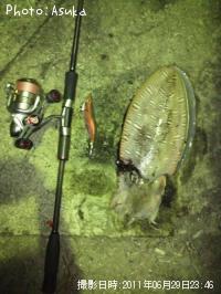 ��󥴥�����