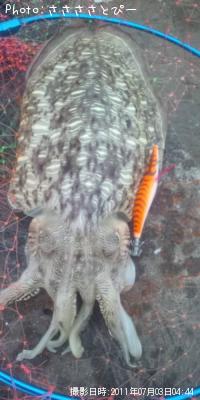 ��󥴥�����