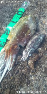 ����䥱����