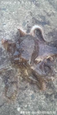 ����䥱����