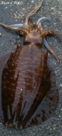 ¥¢¥ª¥ê¥¤¥«