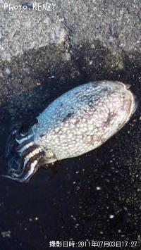 ����䥱����