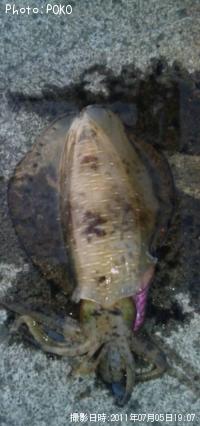 ¥¢¥ª¥ê¥¤¥«