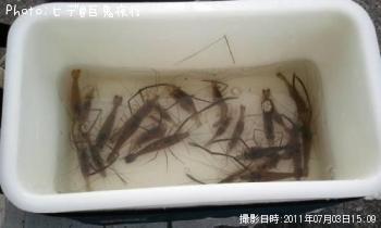 ¥Æ¥Ê¥¬¥¨¥Ó