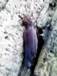 ¥¢¥ª¥ê¥¤¥«