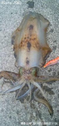 �����ꥤ��