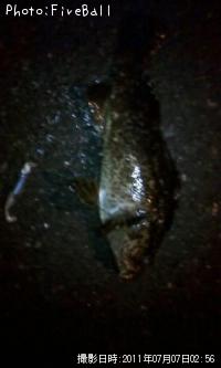 ¥Ù¥Ã¥³¥¦¥¾¥¤