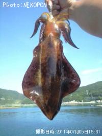 ¥¢¥ª¥ê¥¤¥«