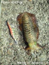 ¥¢¥ª¥ê¥¤¥«