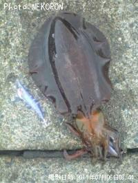 �����ꥤ��