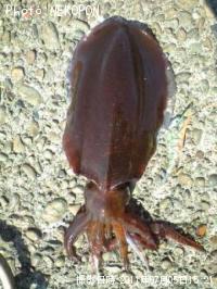 �����ꥤ��