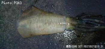 ¥¢¥ª¥ê¥¤¥«