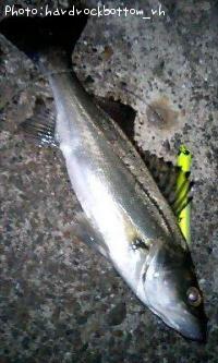 �����Х�