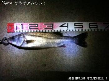 シーバス