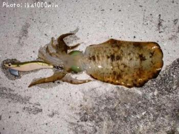 �����ꥤ��