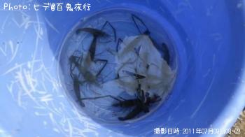 ¥Æ¥Ê¥¬¥¨¥Ó