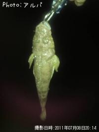 �ޥ�����