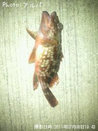 �ޥ�����