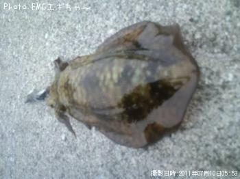 ¥¢¥ª¥ê¥¤¥«