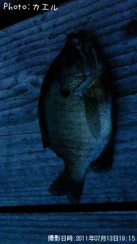 ブルブルギンギン